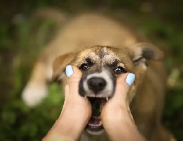 Cucciolo con bocca aperta, mani che lo accarezzano. Scopri come curare la rogna del cane con metodi naturali.