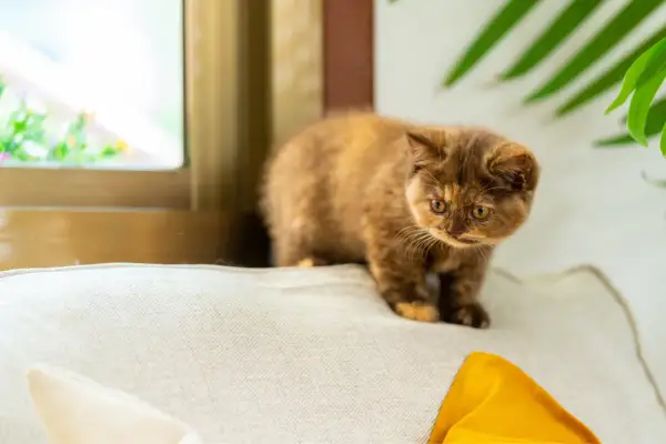 Un adorabile gattino dal pelo fulvo e occhi ambrati, un esempio di razze di gatti bellissimi, esplora un cuscino vicino a una finestra.