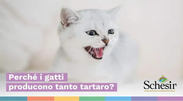 Gatto bianco con bocca aperta mostra i suoi denti. Il testo chiede perché i gatti producono tanto tartaro.