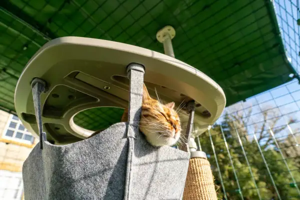 Gatto soriano riposa in una cuccia morbida, parte di accessori indispensabili se si ha un gatto, in un'area esterna protetta.
