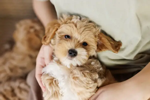 Un adorabile maltipoo, con il suo pelo riccio e un'espressione dolce, è tenuto tra le braccia. Nonostante la sua tenera età, questo cucciolo è già un vero tesoro.