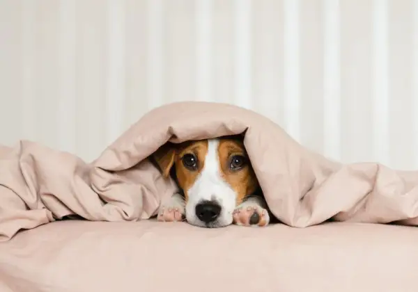 Un tenero cane con il raffreddore si nasconde sotto le coperte, con solo il muso e le zampine visibili.