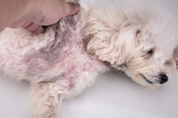 Pelo arruffato e arrossato sul fianco di un cane, sintomo di rogna canina.