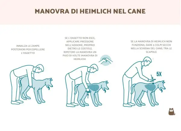 Illustrazione della manovra di Heimlich sul cane: sollevare le zampe posteriori, poi applicare pressione sull'addome o dare colpi tra le scapole.