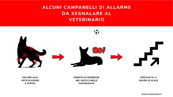 Segnali di **dolori articolari cane**: zoppia, disinteresse per il gioco e difficoltà a salire le scale. Consultare il veterinario.