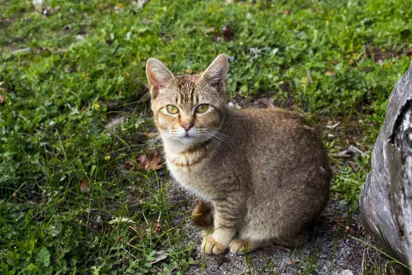 Un gatto tigre con striature dorate siede sull'erba, osservando con occhi attenti.
