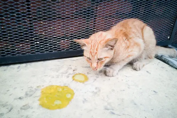 Un gatto arancione guarda con preoccupazione il vomito giallo che ha lasciato sul cemento.