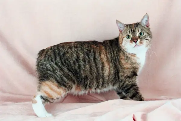 Gatto dell'isola di Man, tigrato con macchie arancioni e bianche, con una coda corta e un'espressione curiosa.
