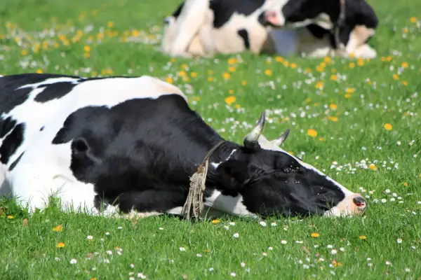 Mucca olandese sdraiata in un prato fiorito, forse sta per fare un sonoro "muuuu" mentre un'altra mucca riposa sullo sfondo.
