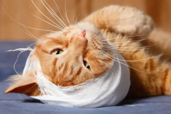 Gatto arancione con benda bianca intorno alla testa, forse dopo un morso di gatto.