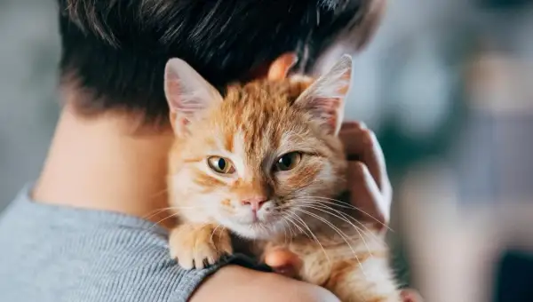 Un tenero gatto soriano arancione viene tenuto in braccio, con il suo musetto che guarda verso l'obiettivo.