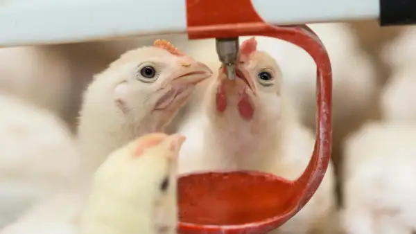 Pulcini intenti a bere da un abbeveratoio, forse per prevenire la coccidiosi nelle galline.