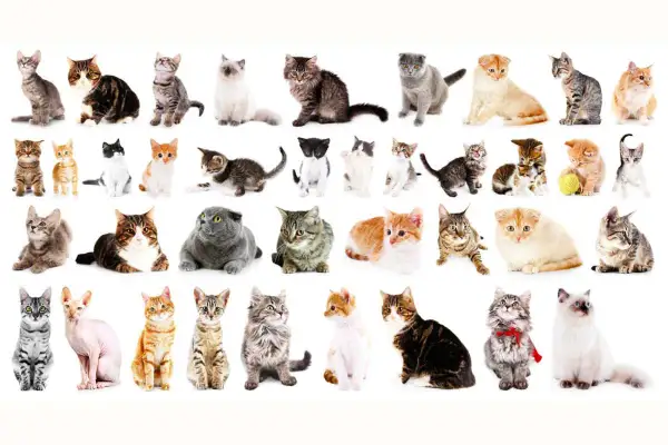 Una carrellata di gatti, da cuccioli a adulti, che copre tutte le razze di gatti dalla a alla z, in pose e colori diversi.