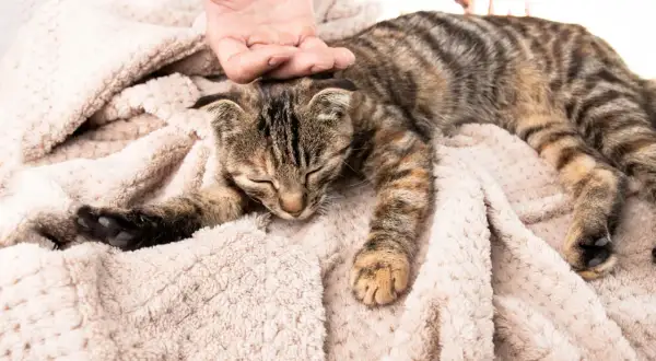 Un gatto tigrato dorme su una coperta morbida, accarezzato da una mano. Osservare il suo comportamento è fondamentale per capire se il gatto sta male.