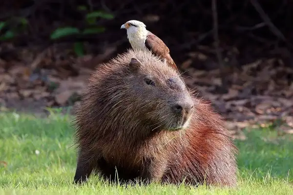 Capibara dove vive: un roditore gigante con un falco sulla testa, in un prato verde.