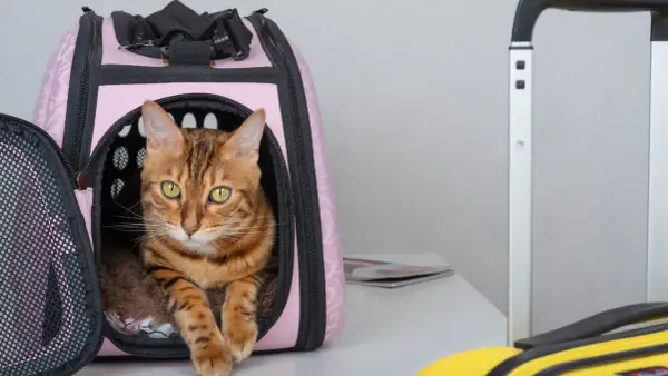 Gatto soriano con occhi verdi in un trasportino rosa, pronto per viaggiare con il gatto. Valigie sullo sfondo.