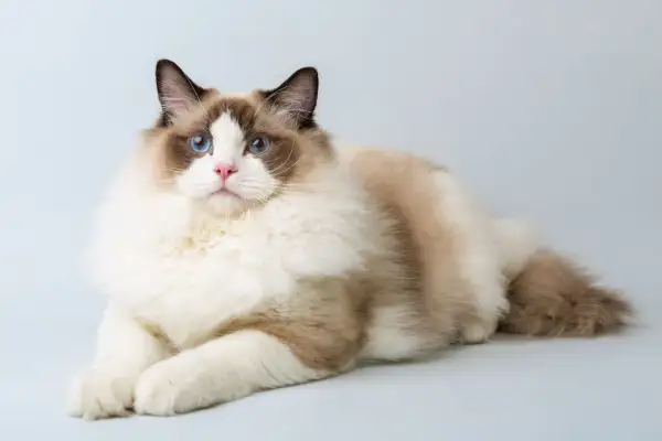 Un Ragdoll con occhi blu intensi e pelo soffice, senza difetti evidenti, posa con eleganza.