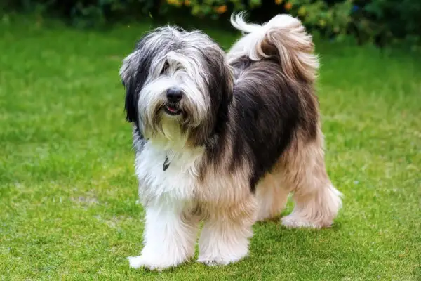 Un adorabile Tibetan Terrier con pelo lungo e folto, color crema e nero, posa su un prato verde.
