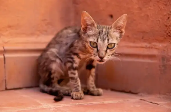 Un gatto magro, con occhi verdi e pelo tigrato, si nasconde in un angolo.
