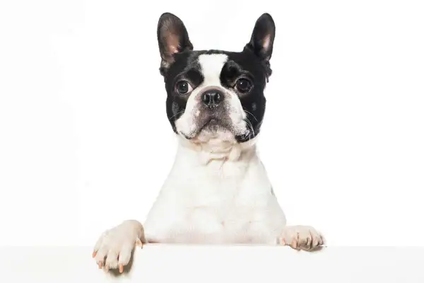 Un Boston Terrier dal carattere vivace, con le zampe appoggiate su un piano bianco, guarda verso l'obiettivo con espressione curiosa.