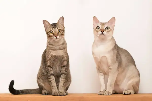 Due gatti seduti su un ripiano di legno. Uno è tigrato, l'altro è color crema. Il gatto tigrato sembra il gatto più piccolo.