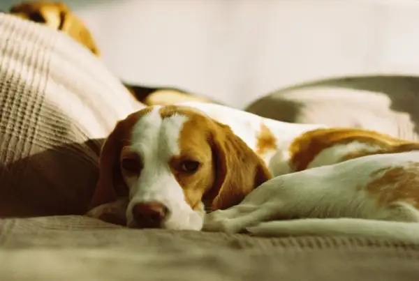 Un beagle sdraiato su un divano, con un'espressione un po' malinconica. Forse i cani hanno freddo di notte e cercano un posto caldo.