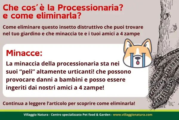 Guida per capire come eliminare la processionaria fai da te. Proteggi bambini e animali domestici dai peli urticanti.