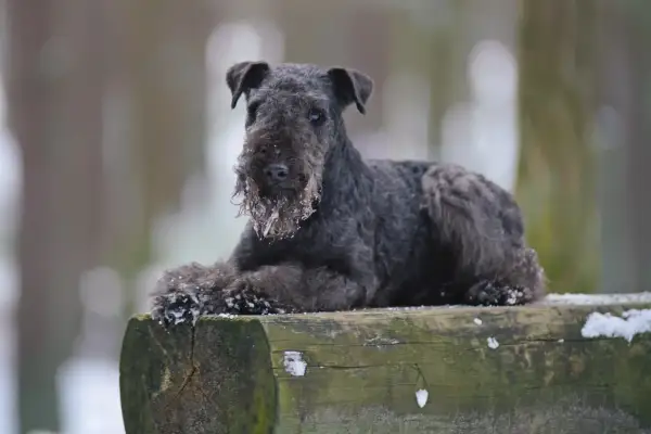 Un Lakeland Terrier nero, con la barba imbiancata dalla neve, riposa su un tronco d'albero in un bosco invernale.