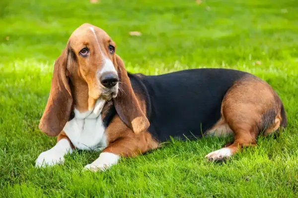 Un adorabile basset hound con lunghe orecchie marroni giace sull'erba verde, con uno sguardo pensieroso.