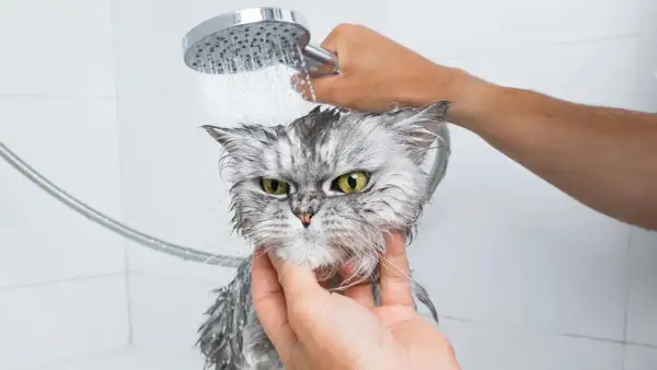 Un gatto grigio con occhi verdi, visibilmente infastidito, viene lavato sotto la doccia. Le gocce d'acqua gli bagnano il pelo.