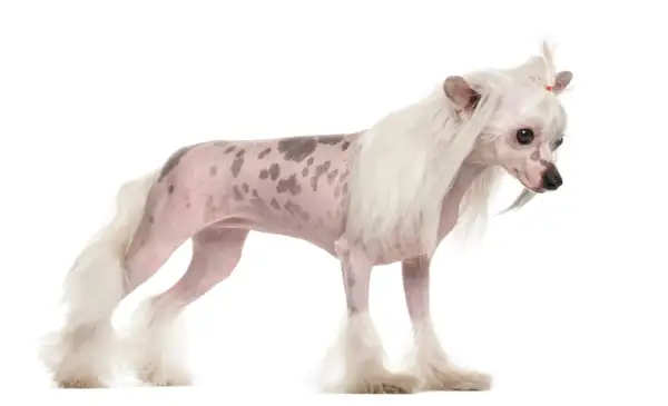 Un elegante chinese crested dog con macchie scure sulla pelle rosa, criniera bianca e folta coda.
