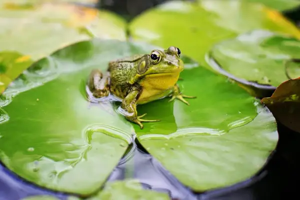Una rana verde riposa su una ninfea, pronta a cacciare insetti, il suo cibo preferito.