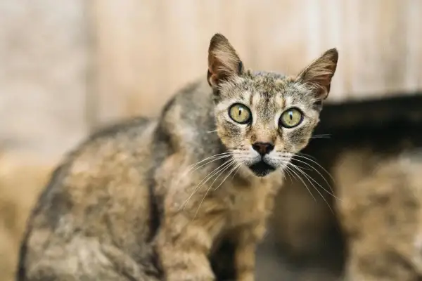 Gatto tigrato con occhi verdi luminosi, sembra salutare con uno sguardo curioso.