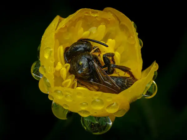 Api che dormono nei fiori gialli, bagnate da gocce di pioggia. Un riposo sereno per questi insetti laboriosi.