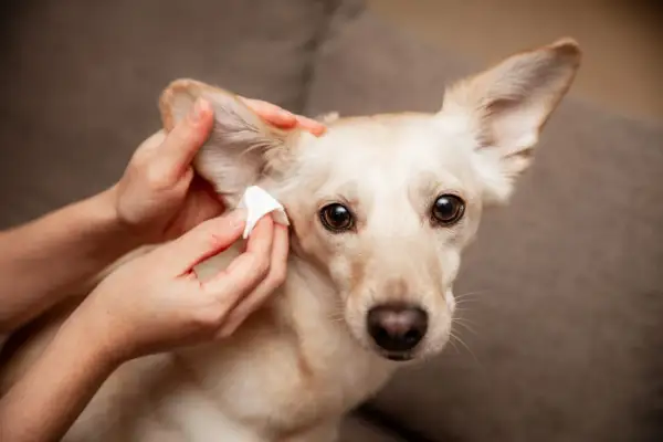 Mani che effettuano la pulizia orecchie cane con un batuffolo di cotone. Il cane guarda verso l'obiettivo con occhi dolci.