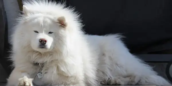 Un soffice cane bianco peloso riposa, con gli occhi socchiusi e un'espressione serena.