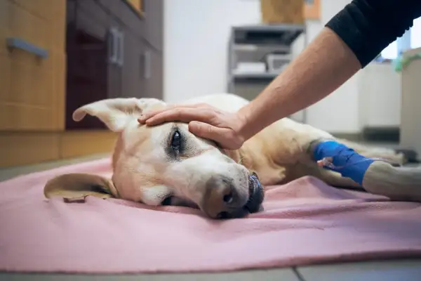 Un cane malato, con una zampa fasciata, riceve una carezza. La decisione su quanto costa sopprimere un cane è difficile.