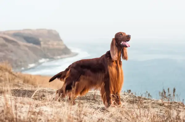 Splendido setter irlandese con folta pelliccia color mogano, in piedi su un promontorio erboso con il mare sullo sfondo.