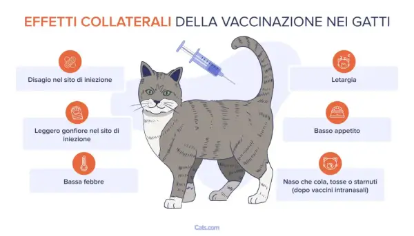 Effetti collaterali del vaccino gatto: disagio, gonfiore, febbre, letargia, scarso appetito, naso che cola o starnuti.