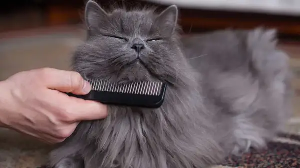Un gatto grigio e peloso viene pettinato per sciogliere i nodi del pelo.