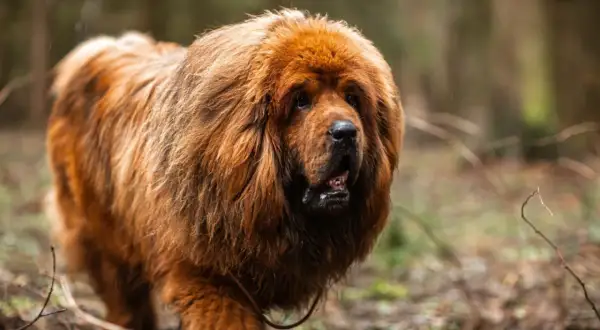 Un maestoso mastino tibetano con folta pelliccia color ruggine cammina in un bosco autunnale.