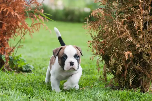 Dolce cucciolo di bulldog americano con occhi azzurri corre sull'erba tra cespugli autunnali.