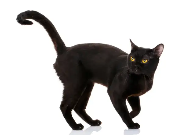 Un elegante Bombay cat nero con occhi dorati, in posa su sfondo bianco.