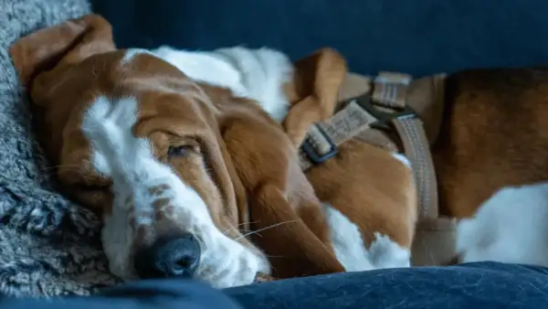 Un cane basset hound dorme profondamente, forse dopo 12 ore senza fare pipì. Le sue lunghe orecchie sono appoggiate su un morbido cuscino.