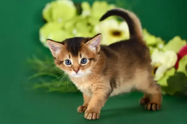 Un adorabile gattino somalo con occhi azzurri e pelo fulvo, pronto a esplorare tra fiori verdi e gialli.