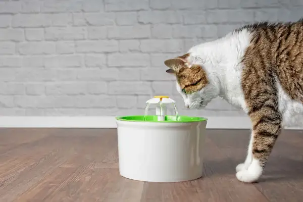 Gatto curioso beve da una fontanella per gatti. Valutiamo i pro e contro di questo accessorio per felini.