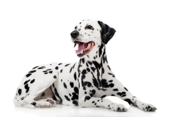 Un dalmata con macchie nere su sfondo bianco, sdraiato e con la bocca aperta, sembra felice. La sua altezza è perfetta per un cane di razza.