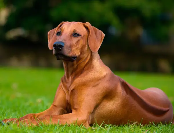 Rhodesian Ridgeback, un cane imponente, con la sua cresta distintiva, sembra vigile sull'erba. Nonostante la sua stazza, il suo sguardo è calmo, smentendo ogni idea di un Rhodesian Ridgeback pericoloso.