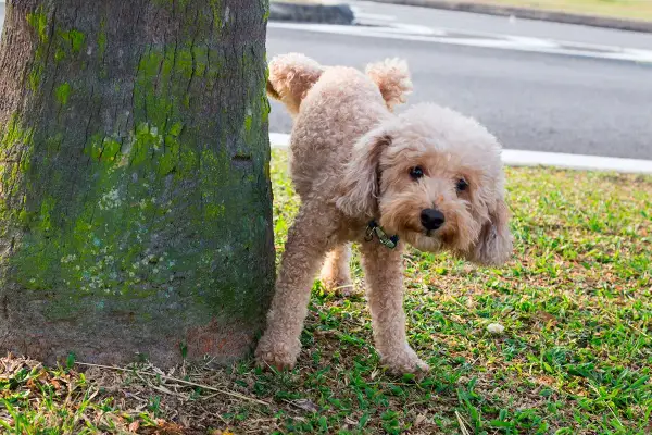 Un barboncino marrone impara come insegnare al cane a fare i bisogni fuori, vicino a un albero muschioso.
