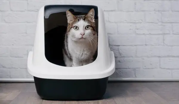 Gatto in lettiera, preoccupato per feci molli e maleodoranti. La cura è importante per il suo benessere.